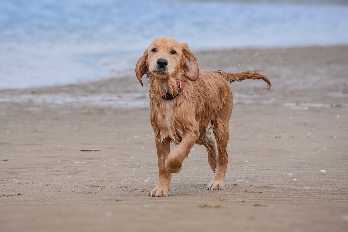 raised2guide's tweet image. No way you’d catch me getting this wet! #dontdowater #sameage #samebreed #differentpersonalities #Charles #Thomas #5months #GoldenRetrievers #guidedogpuppy