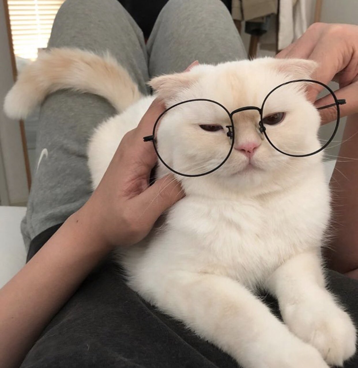 Котики Эстетика