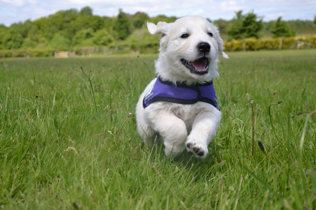 As you know, I love a challenge! I am now the Challenge Ambassador for @caninepartnersuk and will be joining other fundraisers as they climb the O2 on the 5th July. 
To find out more and sign up visit buff.ly/2M0s5Vh #transforminglives #caninepartners #charityambassador