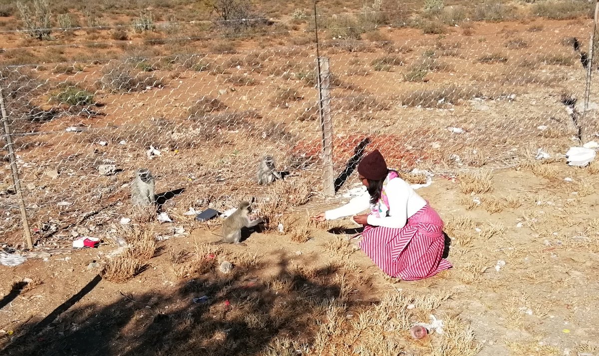 Matshotetsi's tweet photo. Good morning #capetown I'm back, Eastern Cape #mountfletcher was amazing. Saw these beautiful monkeys on our way back @graafreniet @CapeTownTourism @ShareCapeTown @lovecapetown https://t.co/fXchQzQ8Sv