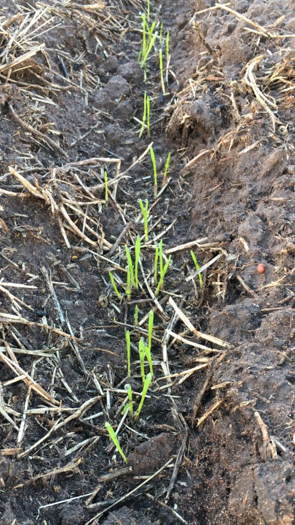 KPFarms01's tweet photo. Pretty. #BasisXC #AwakenST #Systiva https://t.co/A1p6xO9MUX