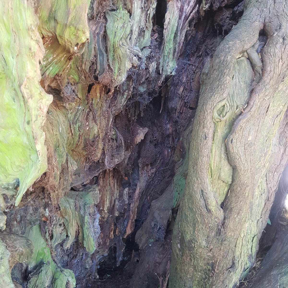 Surface of Jupiter?
Nope. Two thousand year old yew tree at #uptongrey Hampshire.
Planted by the Romans.