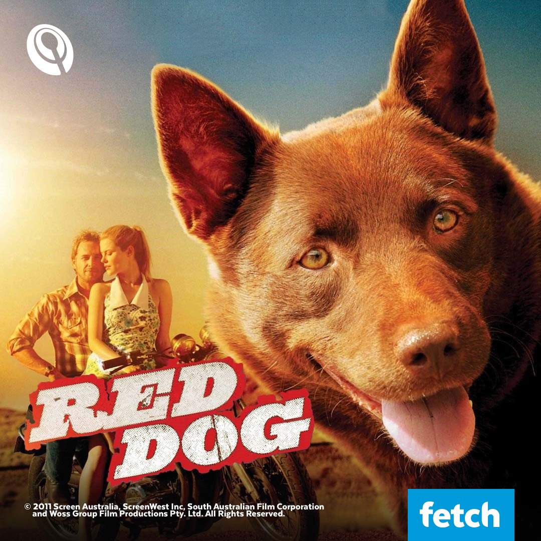 fetch box dog