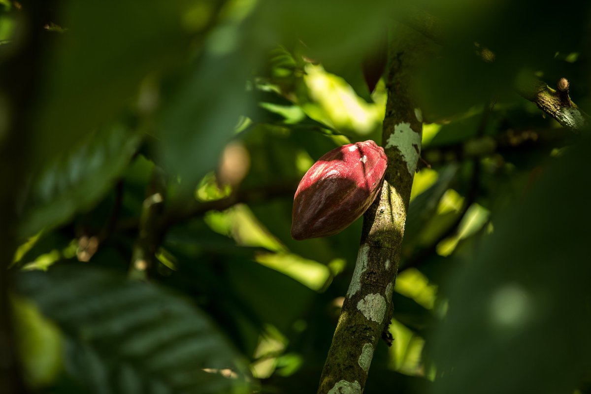 BEAUCACAO's tweet photo. The unripe cacao pod in Sarawak, #Borneo. I have my eyes on you! 🙄
#craftchocolate #beantobar #chocolateischanging https://t.co/DkHqUkD036