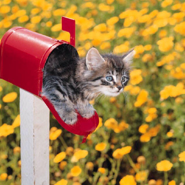 MeowMoeDotCom tweet picture