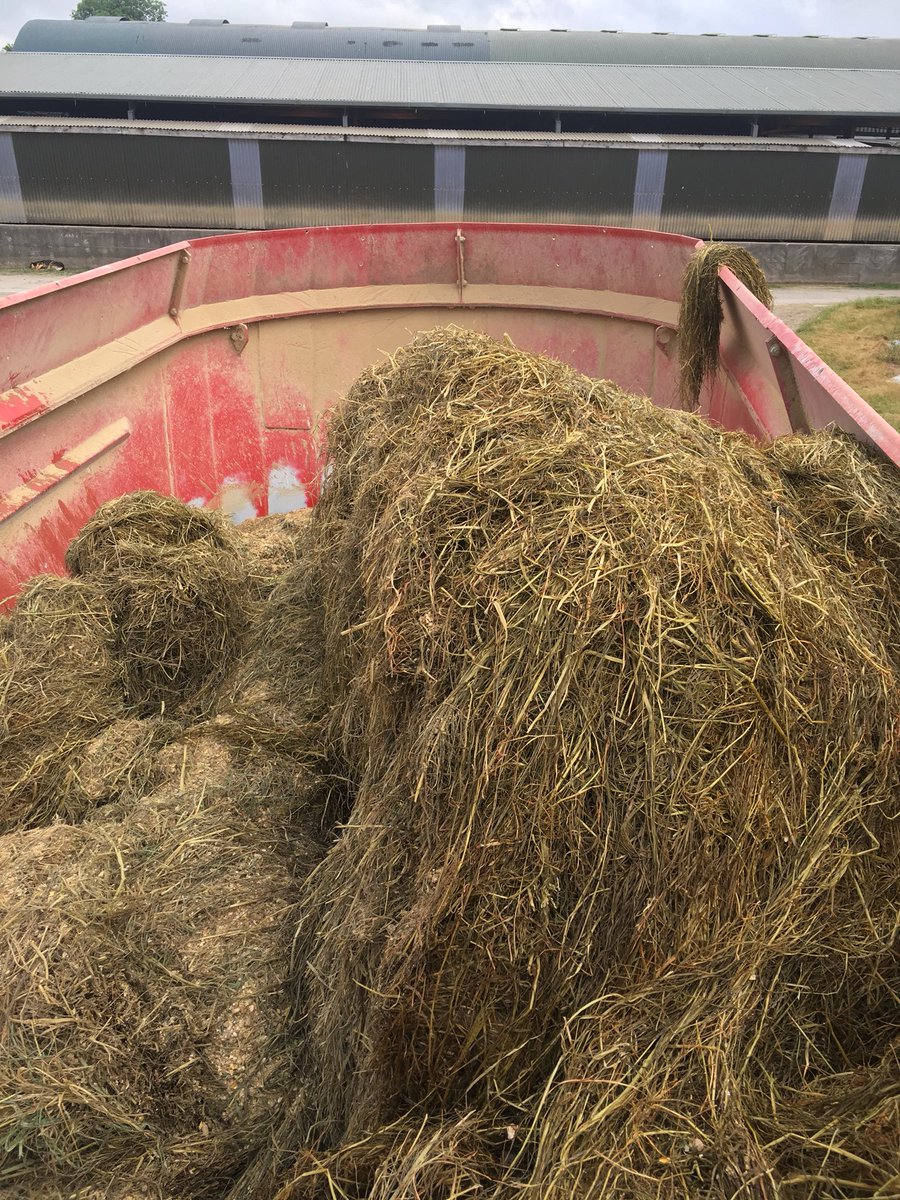 Brklydairysol's tweet photo. And so this shit begins again from one weather extreme to the other the year that keeps on testing us #teamdairy #grasstomilk #bufferfeeding https://t.co/e4d2mkmFef