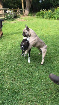 millypod1's tweet image. PADDY HOME SAFE. THANKS FOR RT's 😊🐕

Fawn French Bulldog Male 
Church Hill/ Carter's Hill side of #Binfield #Berkshire #RG42

He has a cauliflower style left ear with thick cartelidge in it making him rather distinctive and some health issues.

doglost.co.uk/dog-blog.php?d… …