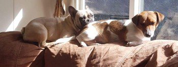 millypod1's tweet image. PADDY HOME SAFE. THANKS FOR RT's 😊🐕

Fawn French Bulldog Male 
Church Hill/ Carter's Hill side of #Binfield #Berkshire #RG42

He has a cauliflower style left ear with thick cartelidge in it making him rather distinctive and some health issues.

doglost.co.uk/dog-blog.php?d… …