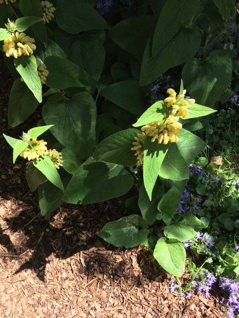 BarbicanWLG's tweet photo. #phlomis or #turkishsage - a self seeded favourite of bees and visitors during #OGSW2018 https://t.co/hc7S5mmrSp