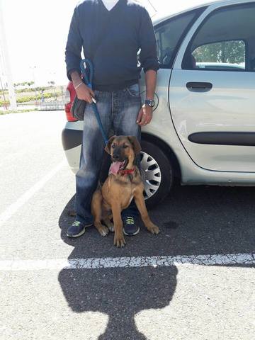 DogsRescueC's tweet image. PARA ADOPCION:
1 año, macho, abandonado por su familia porque creció!!!!
Buen caracter
socializado con otros perros
es un mix de pastor alemán y mastin
SATO
☎️698 298 985
#FelizMartes @radio3_rne @radio5_rne @NEUDC_RNE #perros @perezreverte #Acuarius #TrabajoInfantil #casonoos