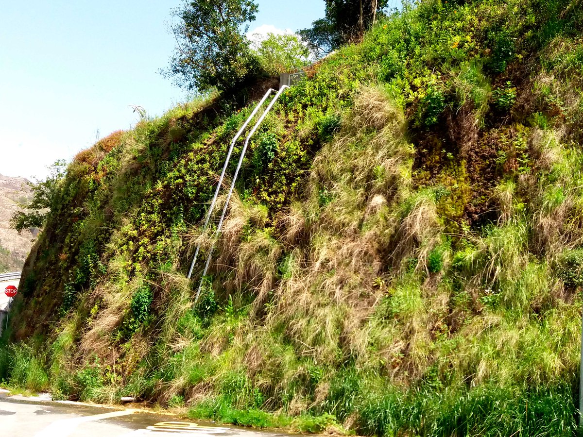 Paimed_es's tweet photo. Tres años después de la aplicación del sistema de #revegetacion #Tecroc este muro gunitado de hormigón muestra una capa vegetal con diversidad de especies. #impactoambiental #revegetacionmuros #murosgunitados #solucionesambientales #integracionpaisaje
https://t.co/MgECNHvtCO https://t.co/1ajK3HodJq