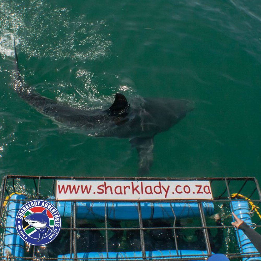sharkdiveZA's tweet photo. Wondering when the best time is for shark cage diving?
We recommend coming between February to September. https://t.co/KEsuVyCmSf