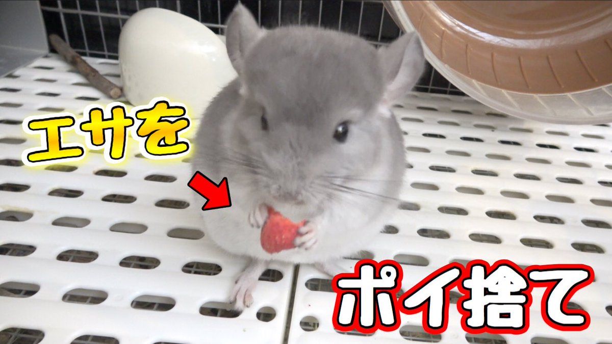 きょんくま Youtuber ペットチャンネル更新しました さのすがエサをポイ捨てします きょんくま Youtube チンチラ かわいい T Co Lpt2zyi2yw