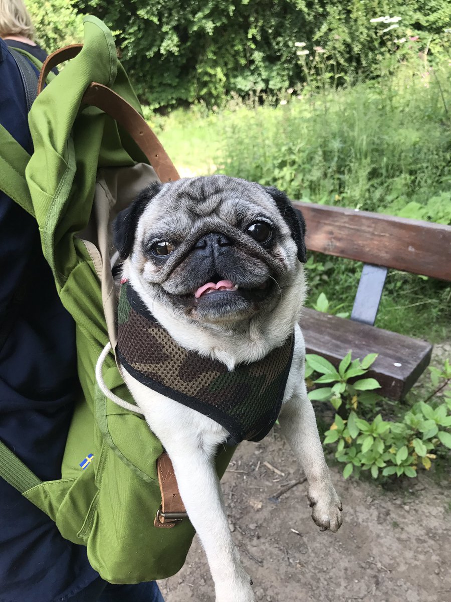 ThingPug's tweet photo. Lovely pug walk on Sunday! Peggy pug in a backpack 💜 #pug #backpacking #happy https://t.co/XfzDypTMDu