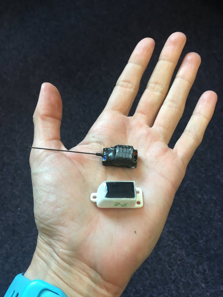 DrLucyHawkes's tweet photo. Arctic terns have started laying in Iceland - @freydisvigfus @maxwell_lab @nicoleparr12 and I are about to start deploying state of the art @pathtrackltd and Technosmart GPS & accelerometry tags on the parents to track their #longestmigration - watch this space! #tinaterna #jsku https://t.co/j3d4XgAAC2