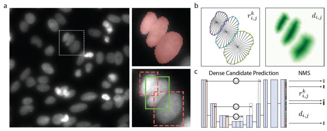 Martin Weigert (maweigert.bsky.social) (@martweig) on Twitter photo Detecting cells with star-convex polygons: New work with <a href="/uschmidt83/">Uwe Schmidt</a> <a href="/colemanb/">Coleman Broaddus</a> <a href="/TheGeneMyers/">Eugene W Myers Jr</a> See you at #MICCAI2018 arxiv.org/abs/1806.03535 Detecting cells with star-convex polygons: New work with <a href="/uschmidt83/">Uwe Schmidt</a> <a href="/colemanb/">Coleman Broaddus</a> <a href="/TheGeneMyers/">Eugene W Myers Jr</a> See you at #MICCAI2018 arxiv.org/abs/1806.03535
