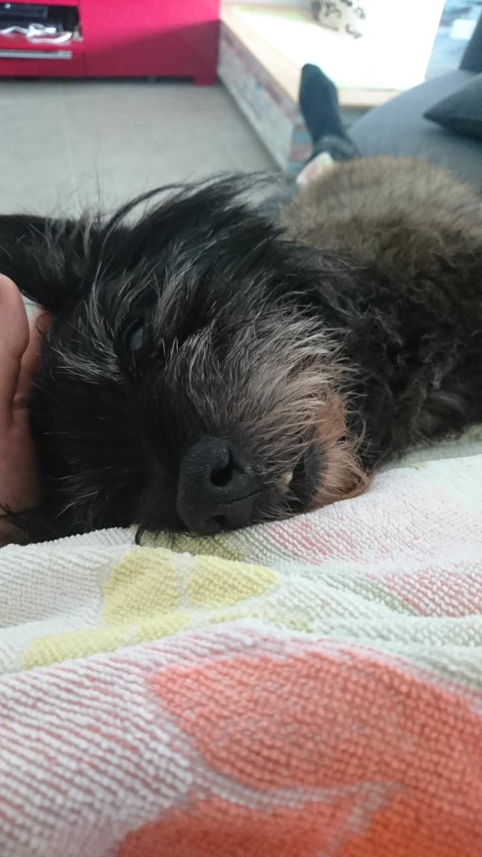 MarcHenke1's tweet photo. Lucky ist heute 17 Jahre alt geworden...#alterHund
🐶🎂
...bin mächtig stolz auf unseren Kämpfer, dass er solange durchgehalten hat...ist halt ein Highlander☺ https://t.co/e7Jens0YSd