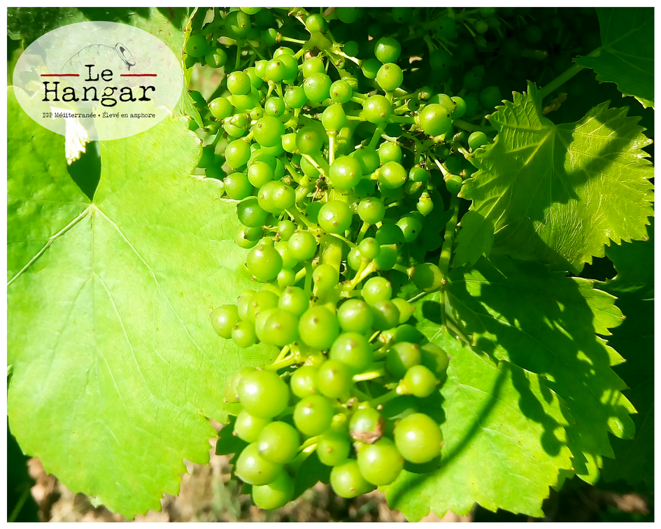 lehangarvinbio's tweet photo. La floraison est fini c'est la période de la nouaison 😊 Les fleurs fécondées évoluent en fruits, on dit qu'elles nouent 🍇😍
 #lehangar #vinbio #igpmediterranee #provence https://t.co/TslVkmNs1S