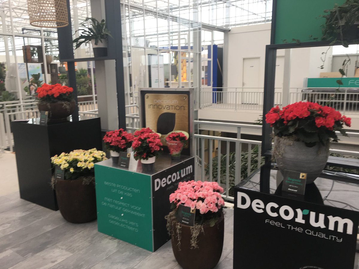 petertenHave1's tweet photo. Deze week in het @WorldHortiCentr onze nieuwe Begonia noviteiten gepresenteerd bij @Decorumcompany. https://t.co/ozmIO2ghKo
