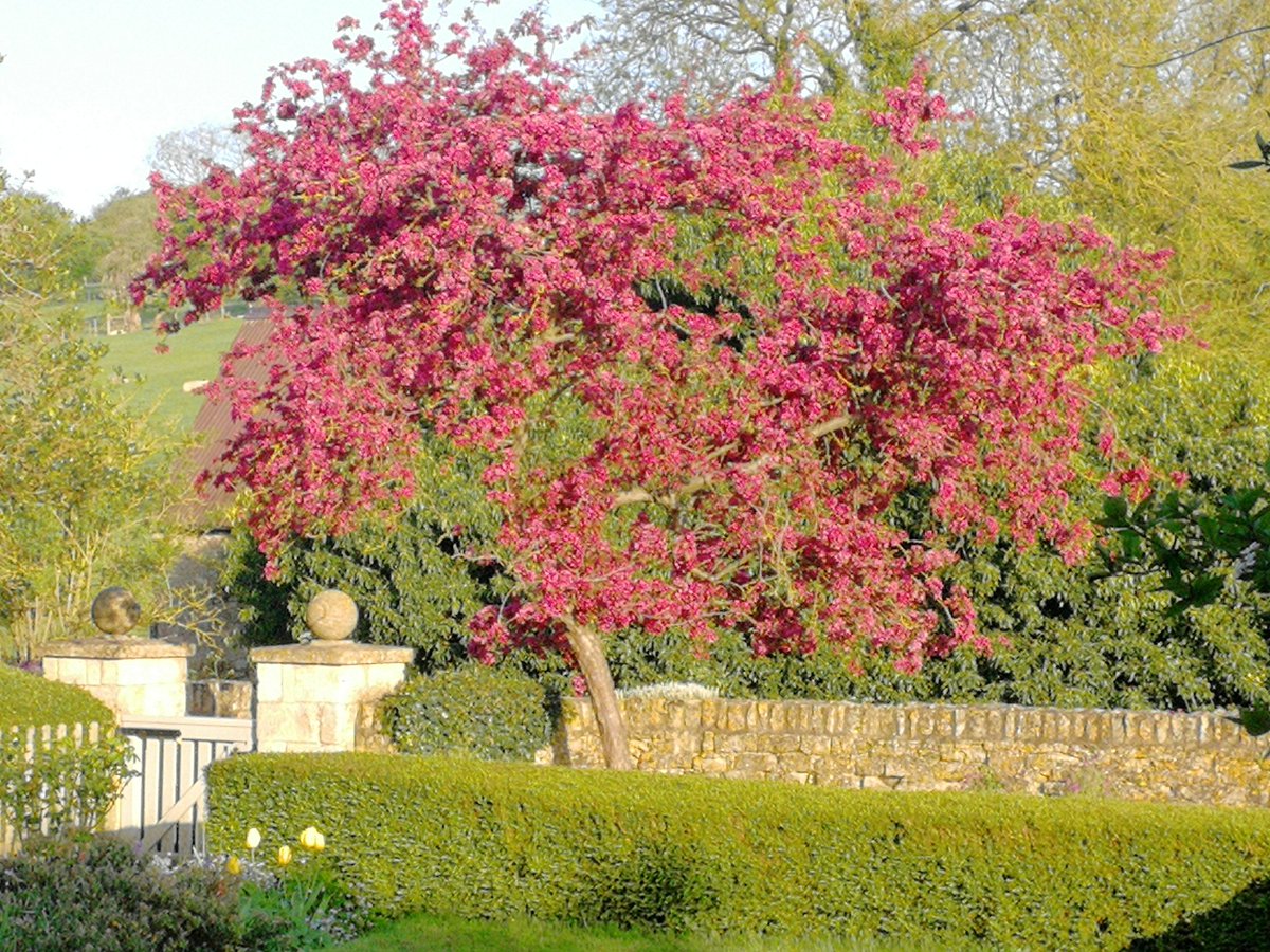 J100OLS's tweet photo. #tuesdaytree Here's one for you Dr P! https://t.co/mdDHTApVaY
