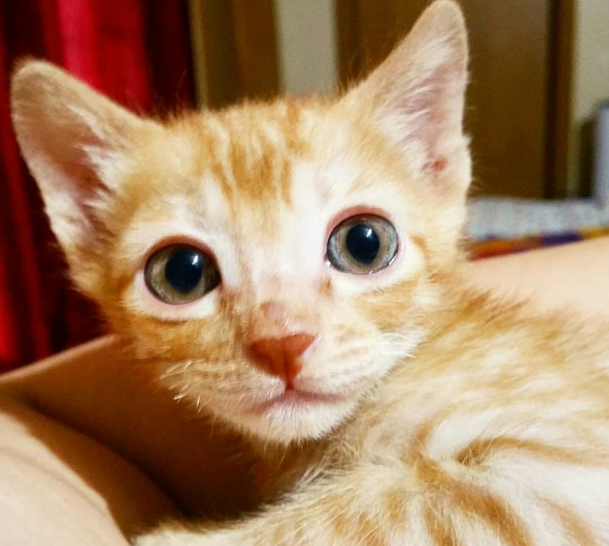 thefurrybuds's tweet photo. Whisky got his first shot yesterday! He wasn't thrilled about it, obviously, but it was necessary just like shots always are. Vet also gave a couple of suppliments and boosters for him so he'll start to put on weight fast now. 💕 
#CatsOfTwitter #catmommy #kitten #TuesdayThoughts https://t.co/1gDFJbNLRX