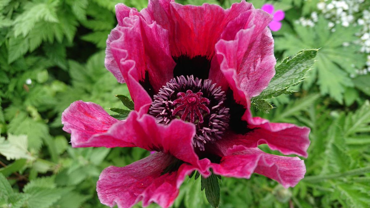 MarkLaneTV's tweet photo. This stunning Papaver orientale caught my eye when gardening today (name lost). The silky, pleated petals have been compared to antique silk. They are easy to grow and each plant will produce several flowers @GWandShows @GWmag @BBCGWLive @GardenNews @GdnMediaGuild #gardening https://t.co/36n7x9LDNg