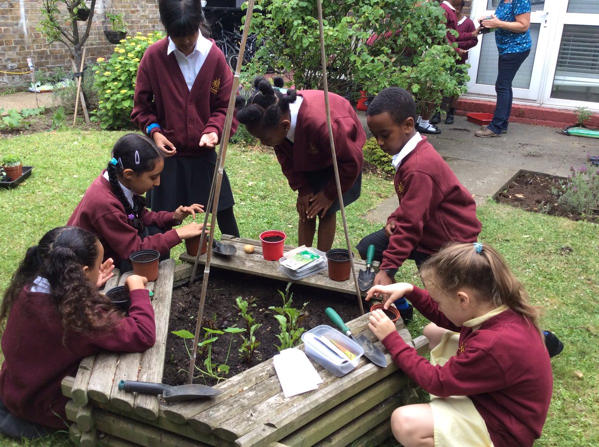 Our Y3 budding gardeners planting basil and borage, thanks to <a href="/sfmtweet/">School Food Matters</a>