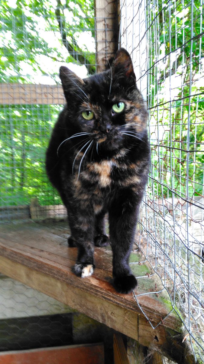Cat Rescue West Wales tweet media