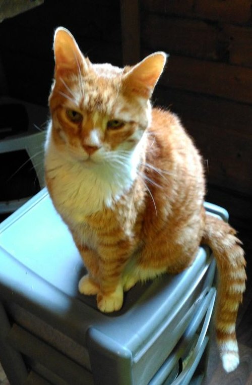 Cat Rescue West Wales tweet media