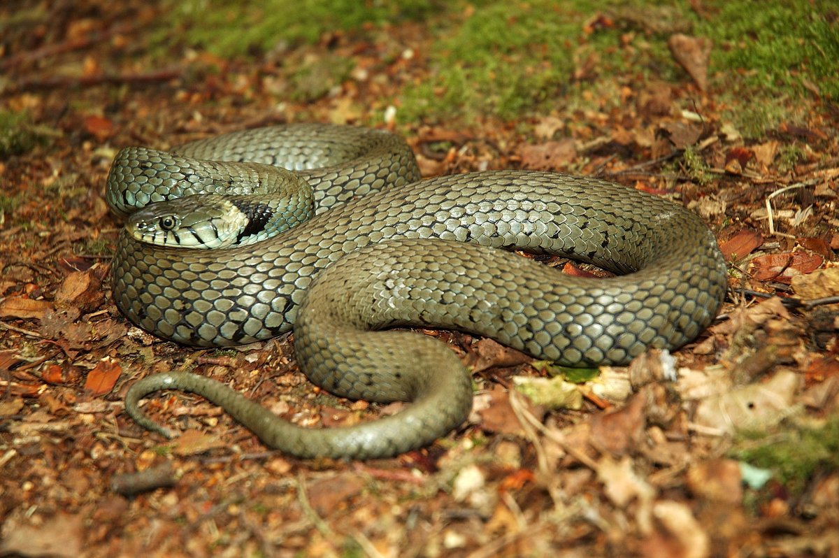 ARC_Bytes's tweet photo. The @NatureBftB #seenit species for this week is the #GrassSnake! It's going to benefit from the work the Back from the Brink team are doing with #FieldCrickets. Let's hope it's future is a little brighter thanks to #naturebftb! Let them know if you've #seenit! 😀📸🐍 https://t.co/alvLwJZhVt