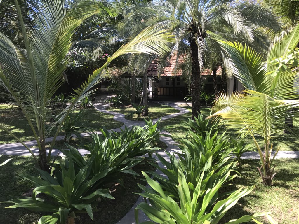 DrAMCullen's tweet photo. Ibo Island gardens - coral walls, Flor de Ibo, Star Chestnuts, bourganvillea, colonial seating - beeeaters, swallows, #Mozambique #IboIsland #tropicalgarden #Portuguesecolonialstyle #Quirimba https://t.co/Bc0P1cXSZw