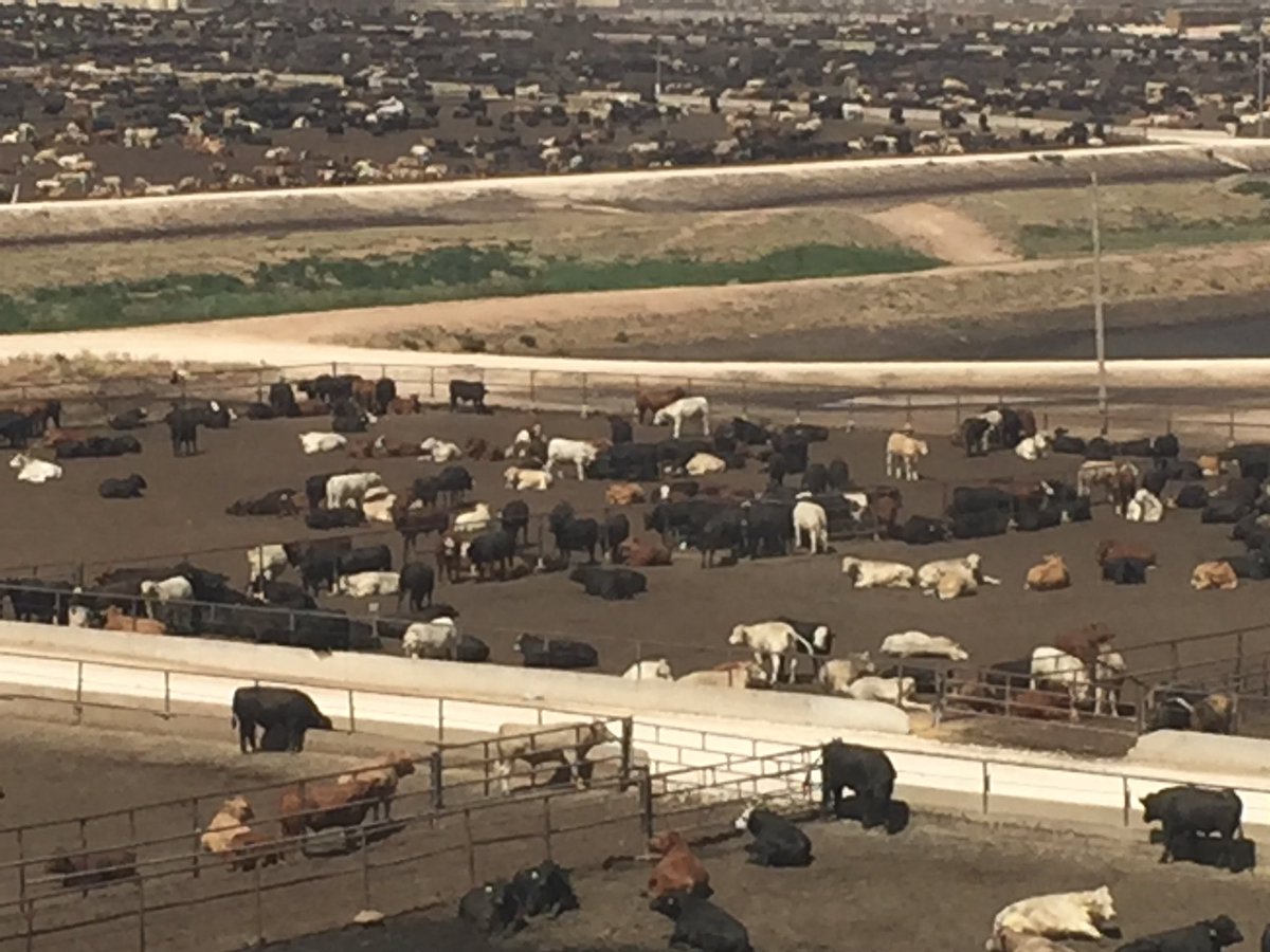 Cattle are herd animals by nature, we pen them based on square feet per head so they can relax. #FrionaBeef #cattletales