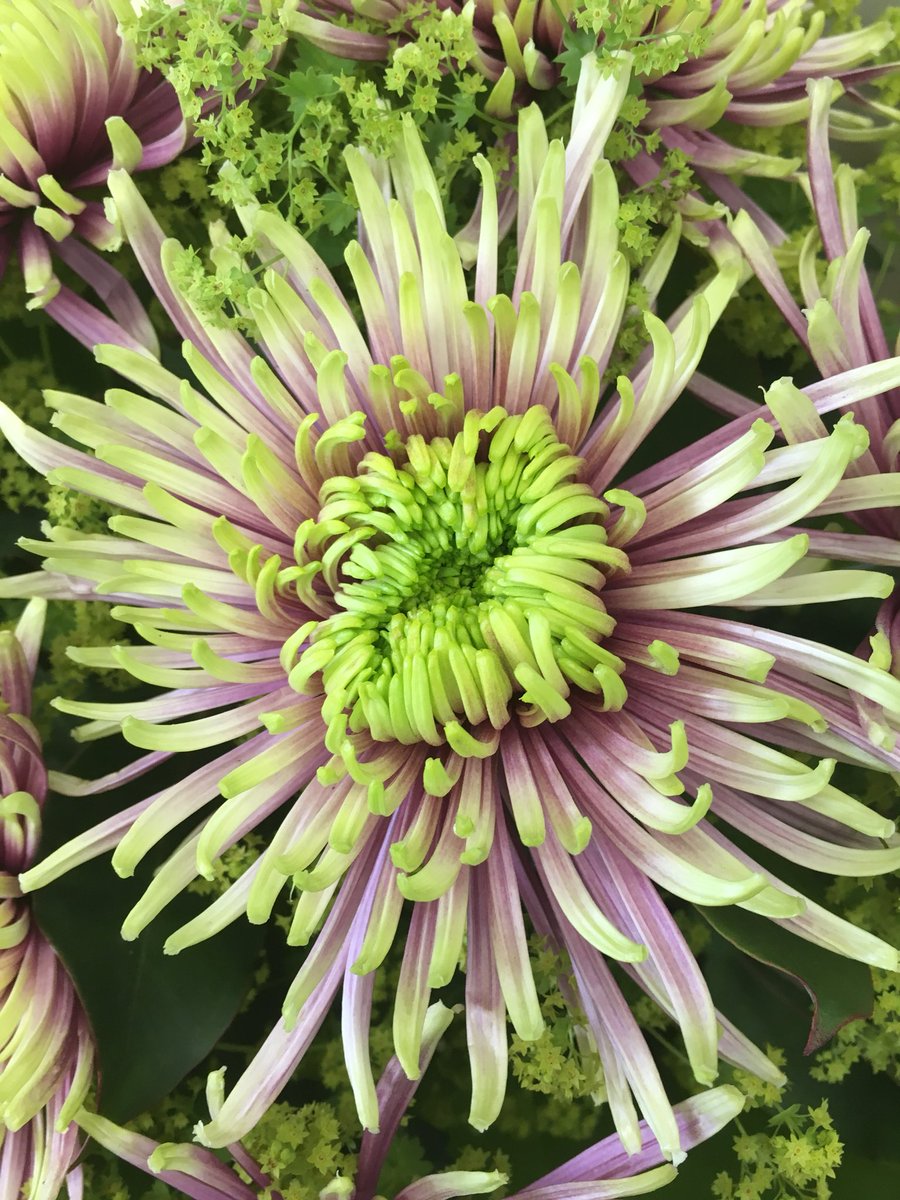 Raysflorist's tweet photo. #chrysanthemums #bloom #flowers #flowershop #chrysanthemumbaltazar #buylocal #qualityflower #professionalflorist #raysflorist https://t.co/HsAAcZMpDr