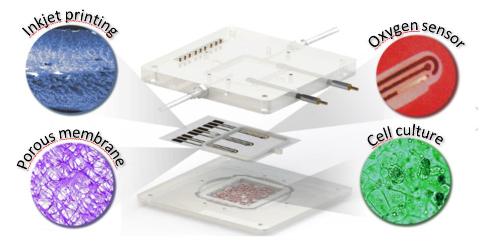 GAB_BCN's tweet photo. Our last paper is now available in @LabonaChip: Online oxygen monitoring using integrated #inkjetprinted sensors in a #liveronachip system; the result of an excellent collaboration with @HH_lab at @idibaps #organonachip https://t.co/qGaqT1uGB2 https://t.co/aa2ZwWwQtb