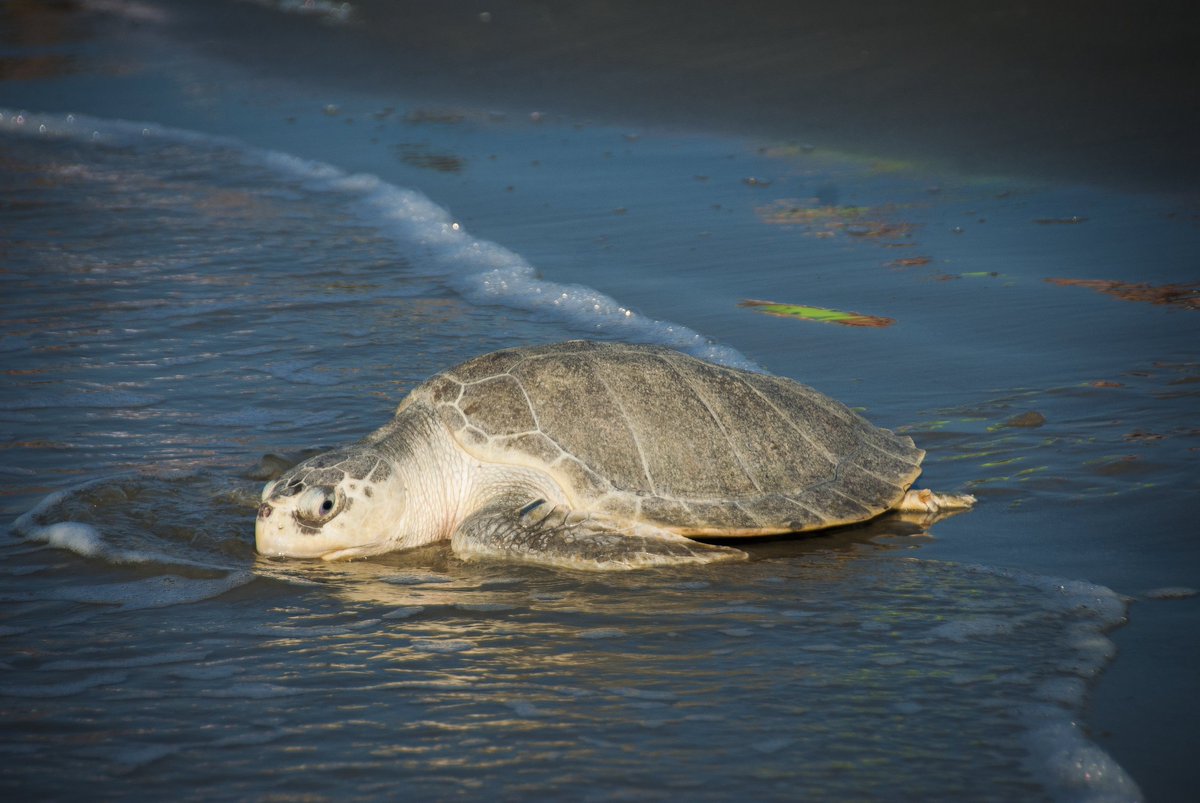 houstonzoo's tweet photo. We're thrilled to announce the zoo is free of single-use consumer plastic! Thanks to your help &amp; support we can prevent  80,000 plastic bags, 300,000 plastic bottles, &amp; nearly 23,000 plastic straws from entering landfills &amp; the environment each year. More: https://t.co/h9VBkInBGq https://t.co/xrY3nuaWJM