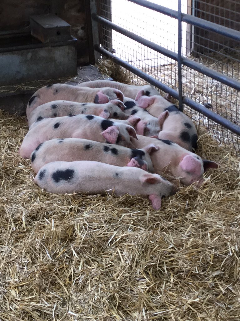 Chestnut tweet media