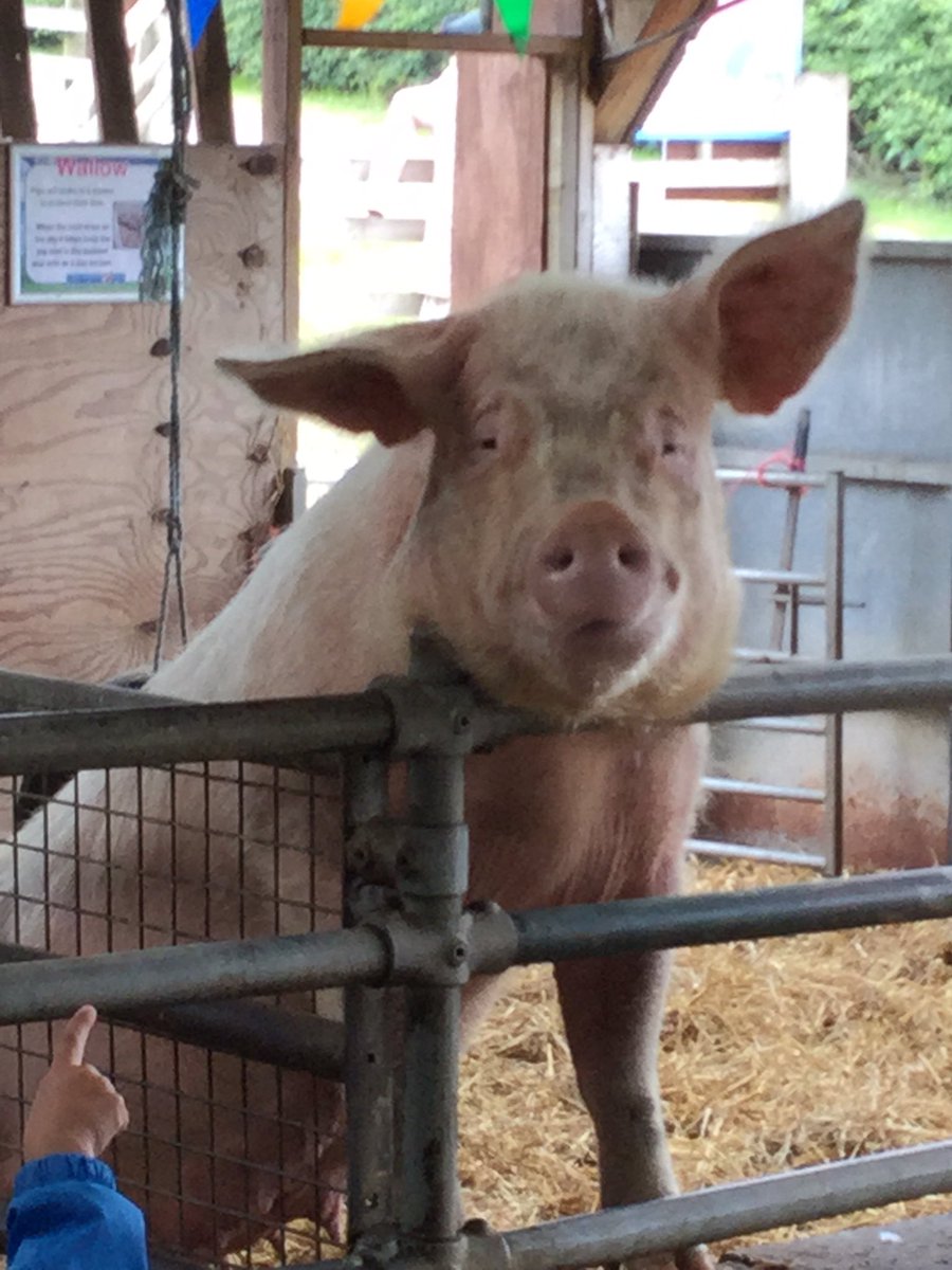 Chestnut tweet media