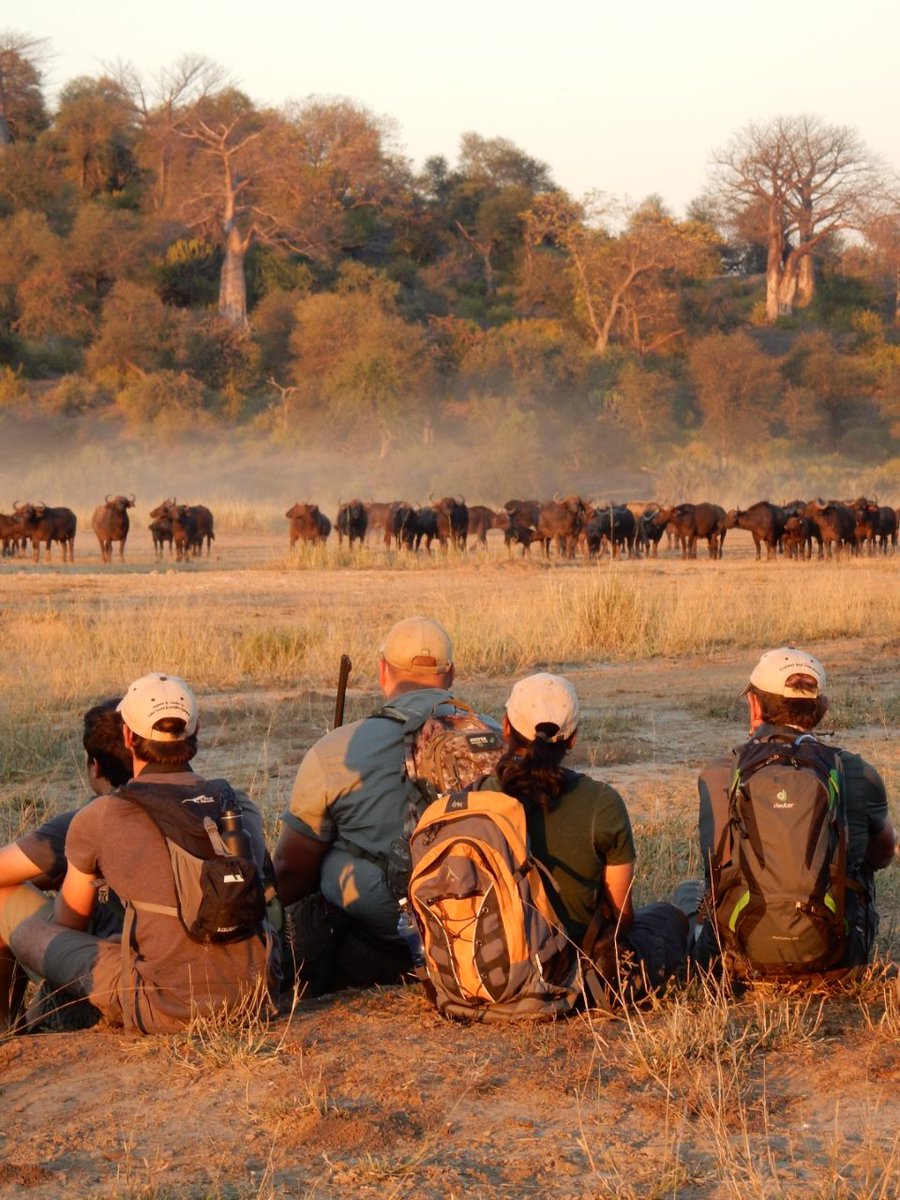 EcoTraining's tweet photo. It was a great day of walking on the 'magical' Makuleke concession. The group of learners came across a herd of #Buffalo, while on foot, during the backup Trails Guide assessment of James Copland in the Kruger Park. #bigfive #trailsguide #studyideas
๐ท Bruce Lawson https://t.co/TZfkUamrvd