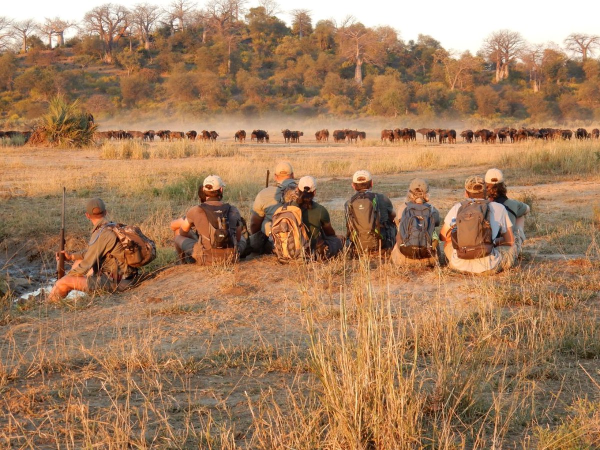 EcoTraining's tweet photo. It was a great day of walking on the 'magical' Makuleke concession. The group of learners came across a herd of #Buffalo, while on foot, during the backup Trails Guide assessment of James Copland in the Kruger Park. #bigfive #trailsguide #studyideas
๐ท Bruce Lawson https://t.co/TZfkUamrvd