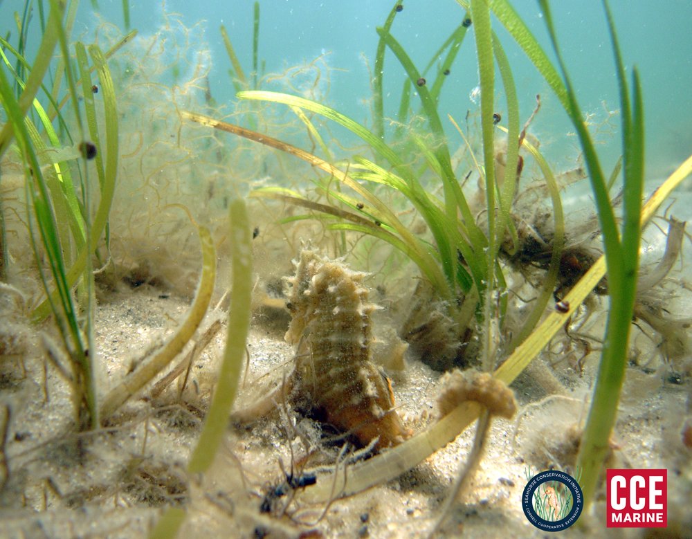 CCE Marine Program tweet media