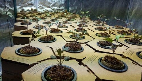 IIB's tweet photo. Aggressively Organic Making Public Debut: https://t.co/D7a2ZLcuKS #IIBTV @AggressivelyOrg @GerryDick https://t.co/Yndgdd96AQ
