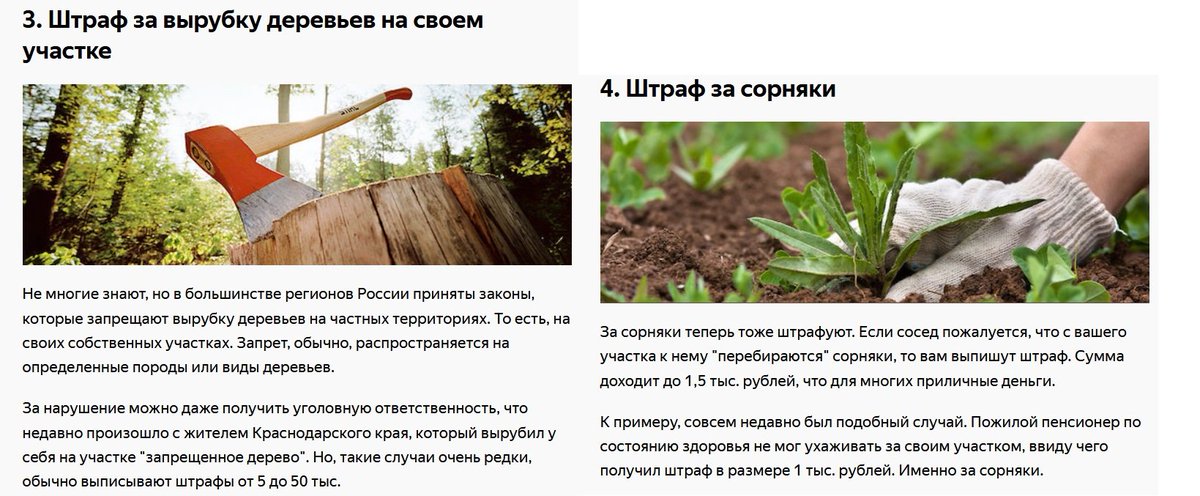 Штрафы за семена Штрафы за семена прием семян тмина