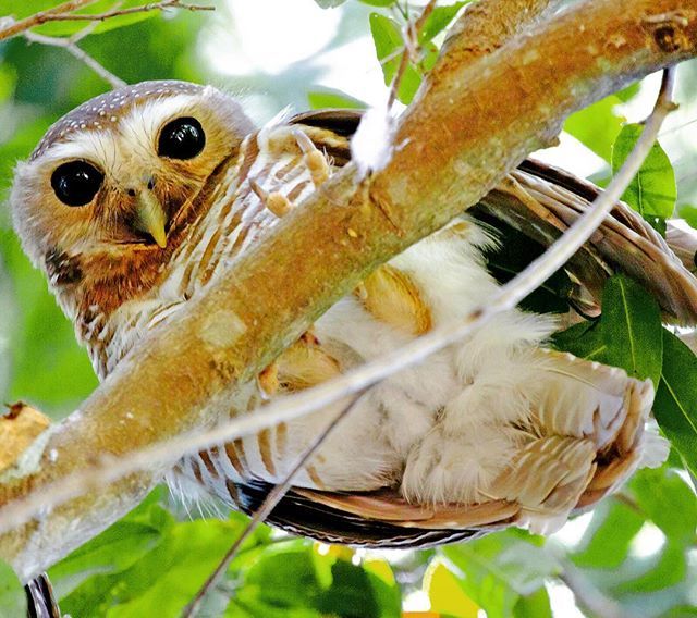 White-browed Owl up close 🦉 Berenty reserve, south of Madagascar 🇲🇬 #owls #madagascarwildlife  #africanamazing #madagascarwildlife #africanbirds #madagascarbirds #wildlifephotography #wildlife #naturalistguide #nature #birdeye #closeup #birds #aves #… ift.tt/2LKKO62