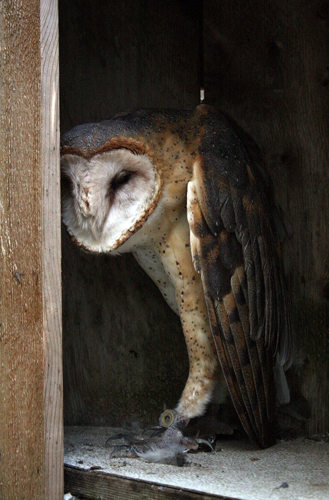 Lprd On Twitter Father Fact Barn Owl Fathers Are Known For