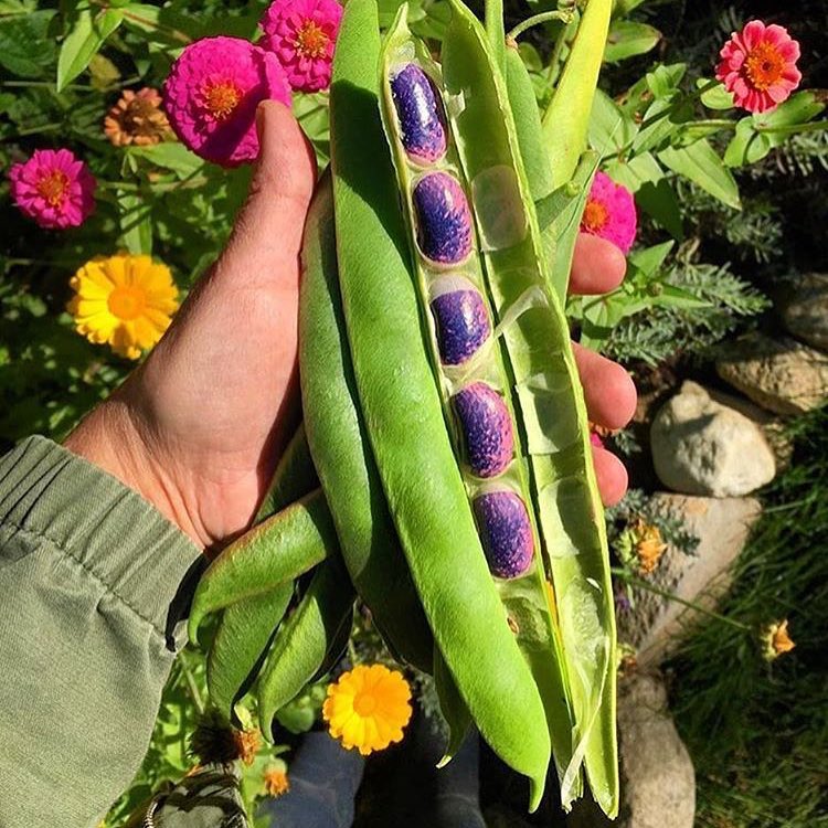 NonGMOProject's tweet photo. The Earth provides us a food supply that is abundant, diverse, and beautiful just the way it is. We believe itโs worth protecting. #gonongmo
Thank you @fromthegrange for sharing this beautiful photo! https://t.co/1D56gzBbgR
