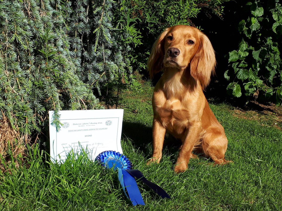 RoanCocker's tweet photo. A good weekend for Amberquest Elmo of Linddraig, aka Kenny.... 1st in a non-KC span Working Test, then 2nd in a novice KC Working Test the following day!  Not bad as he’s only just turned 12 months! https://t.co/L1F3nDplXD