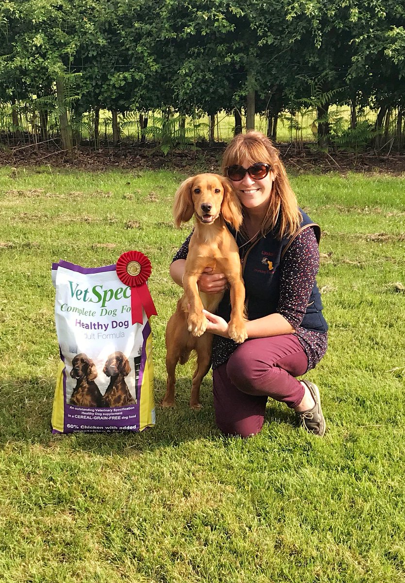RoanCocker's tweet photo. A good weekend for Amberquest Elmo of Linddraig, aka Kenny.... 1st in a non-KC span Working Test, then 2nd in a novice KC Working Test the following day!  Not bad as he’s only just turned 12 months! https://t.co/L1F3nDplXD