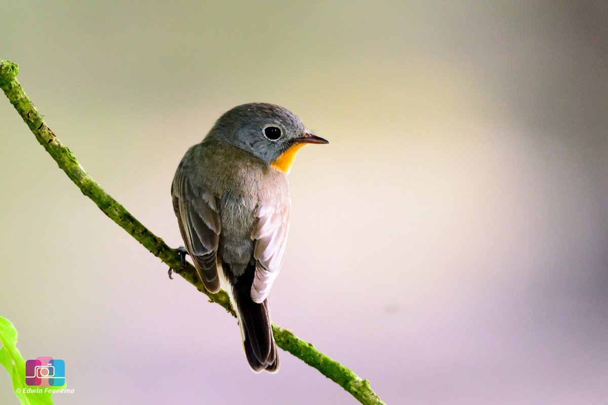 Fotograveluwe.nl (@fotograveluwenl) on Twitter photo En dan heb je in 1 keer de #kleinevliegenvanger voor je lens, #geluksmomentje.
<a href="/waarneming/">Waarneming.nl</a> <a href="/VroegeVogels/">Vroege Vogels</a> @mjphotonl <a href="/Bpmfotografie/">BPMfotografie Breda</a> <a href="/NatuurKiek/">Ronald O</a> <a href="/OnzeVeluwe/">Onze Veluwe</a> En dan heb je in 1 keer de #kleinevliegenvanger voor je lens, #geluksmomentje.
<a href="/waarneming/">Waarneming.nl</a> <a href="/VroegeVogels/">Vroege Vogels</a> @mjphotonl <a href="/Bpmfotografie/">BPMfotografie Breda</a> <a href="/NatuurKiek/">Ronald O</a> <a href="/OnzeVeluwe/">Onze Veluwe</a>