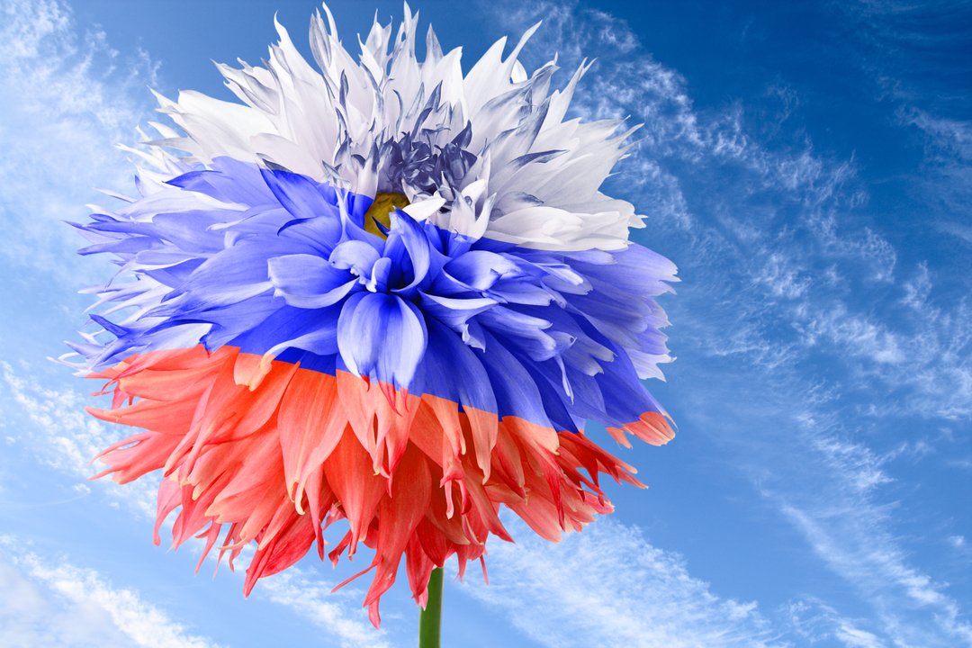 MyRefforma's tweet photo. 🇷🇺 Сегодня, 12 июня, наша страна отмечает один из самых молодых, но важных праздников нашего государства - День независимости России.
⠀
🎉 Поздравляем вас с праздником, друзья!
⠀
☺️ А также приглашаем в наши клиники за красотой - сегодня мы… https://t.co/ygwwsJWkB5 https://t.co/pUCLZo8PdQ