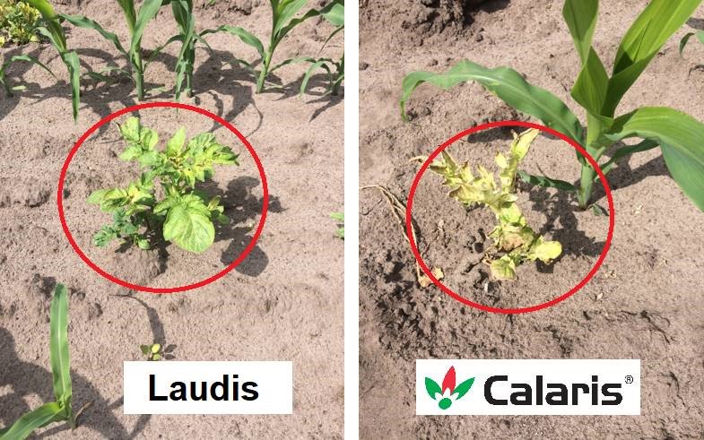 atenheggeler's tweet photo. #Calaris 1,5 l/ha ook dit jaar hier in onze maisproef weer duidelijk beter op #aardappelopslag dan de referentie 2,25 l/ha. In mais kunnen we wel degelijk wat doen aan dit probleem https://t.co/JrgBuDaqI0